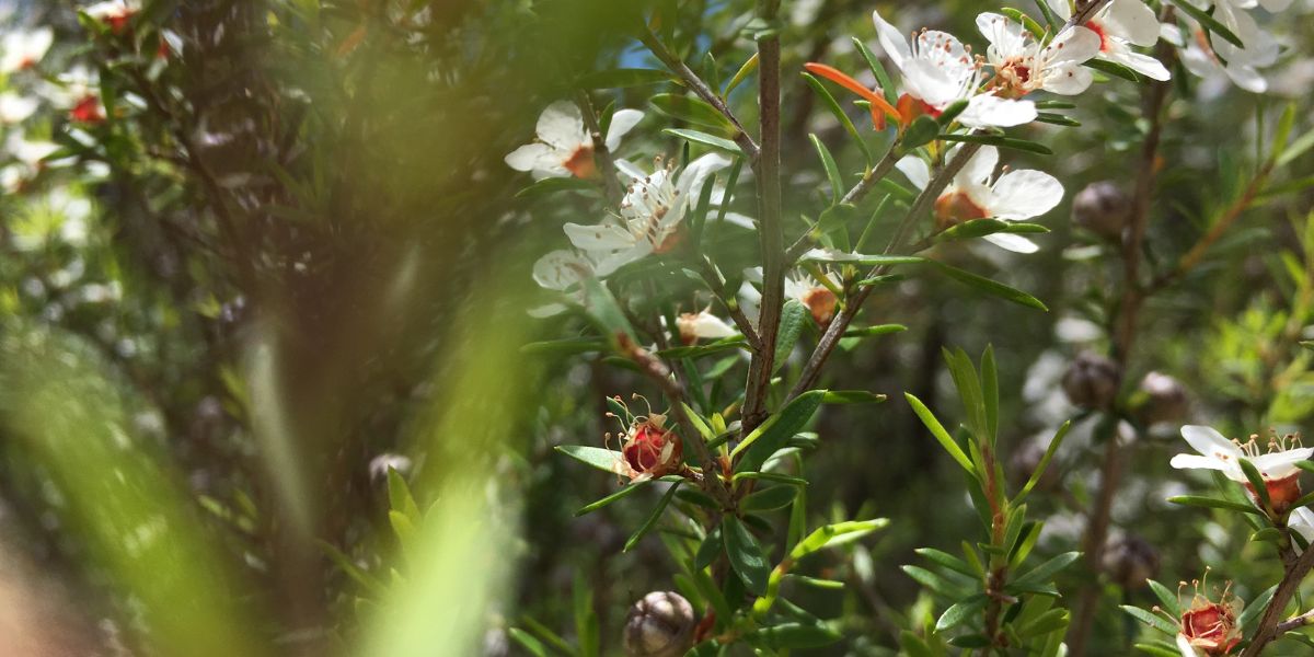 Our Ingredient Story | Sustainable Ingredients from New Zealand