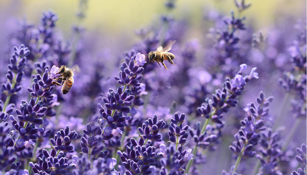 Bee Aware