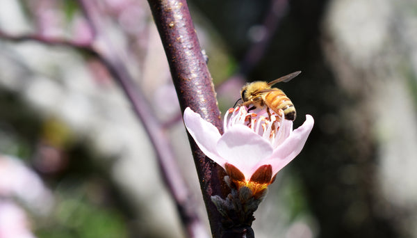 Bee Aware | Pollination Illumination